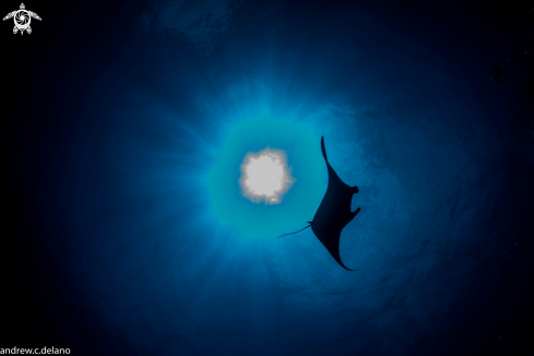 A Manta turns to the Tubbataha sun