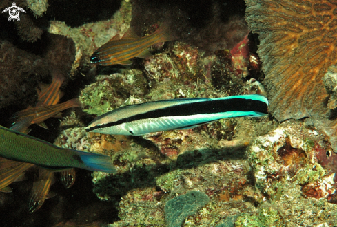 A reef fish