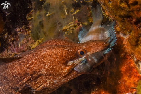 A Moray quick-strikes damselfish