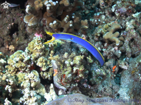 A Rhinomuraena quaesita | Blue ribbon eel