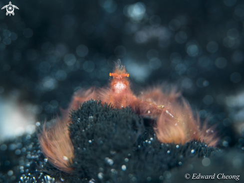 A orang utan crab