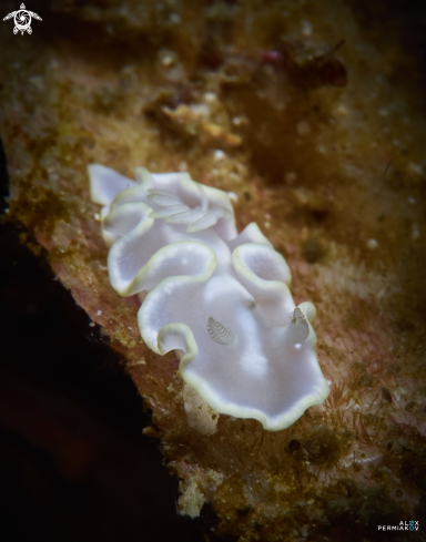 A Nudibranch