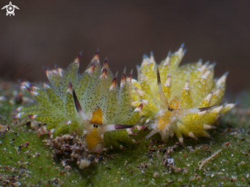 A Costasiella kuroshimae (Ichikawa, 1993) | Shaun the Sheep Nudibranch