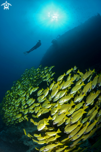 A Blue stripes snappers