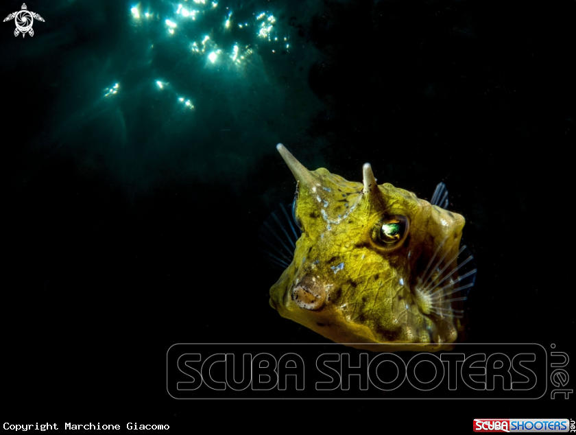 A Cow fish