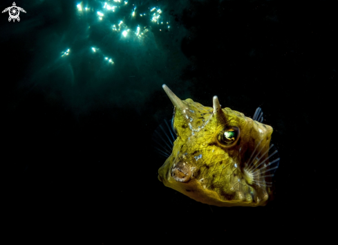 A cow fish | Cow fish