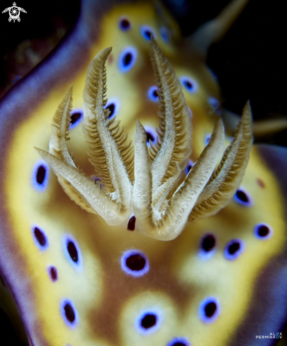 A Nudibranch