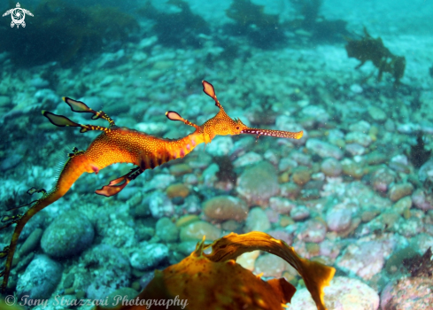 A Weedy Seadragon