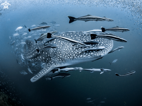 A Rhincodon typus | Whale Shark