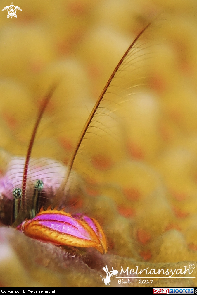 A Juvenile Mantis Shrimp