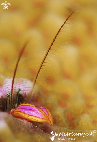 A Juvenile Mantis Shrimp