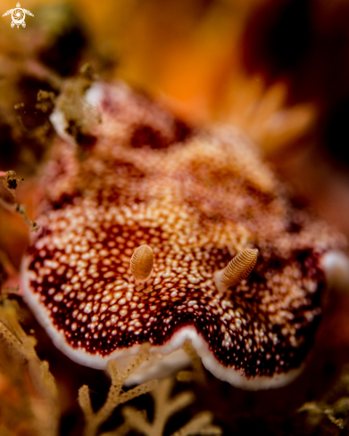 A Goniobranchus reticulatus