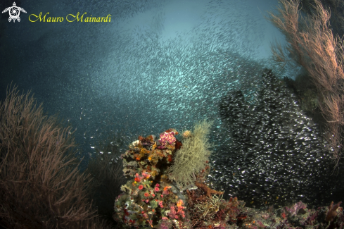 A Reef panorama