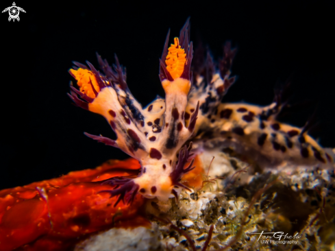 A Dendronotus regius | Nudibranch