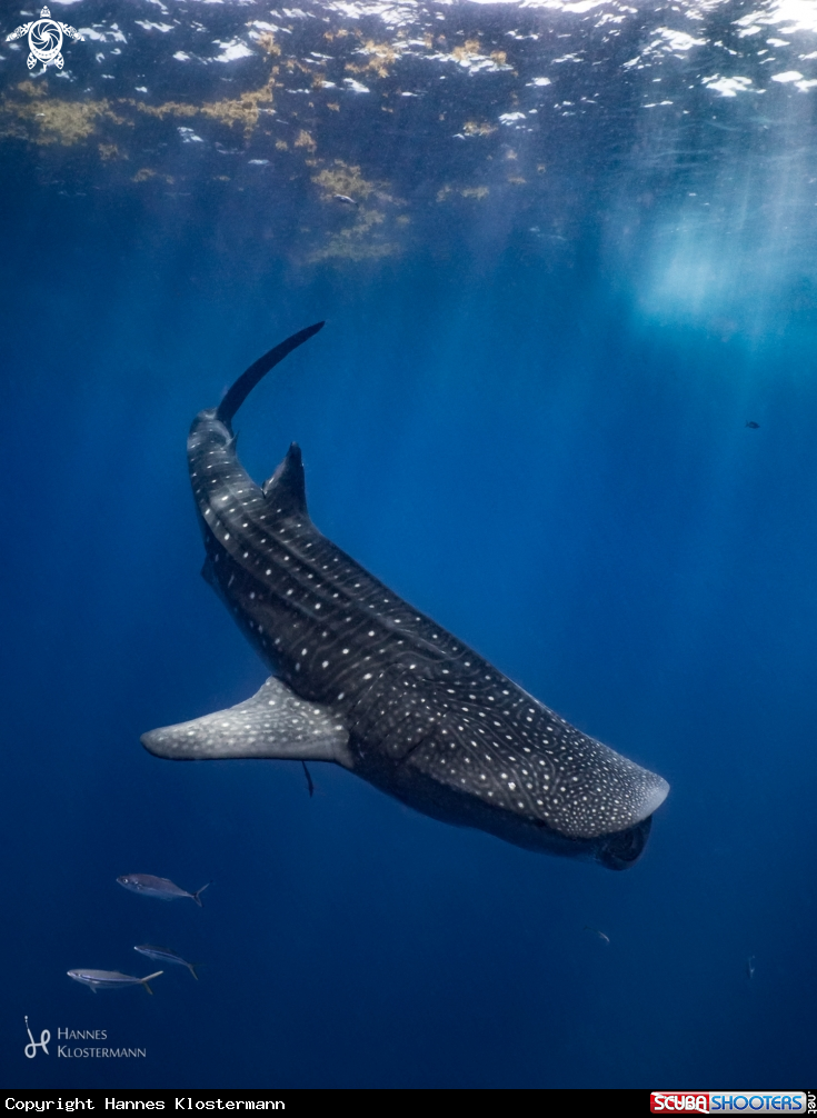 A Whale Shark