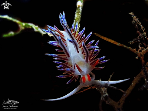 A   Cratena peregrina |  Narandžasto bela peregrina