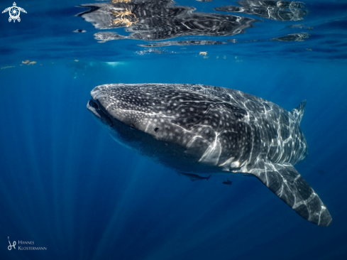 A Whale Shark