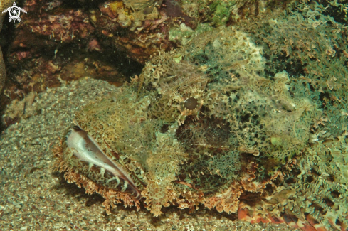 A Scorpaenidae | scorpion fish