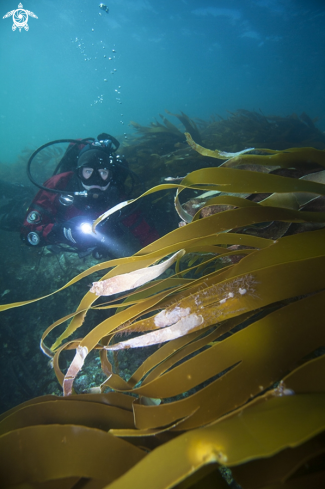 A Kelp