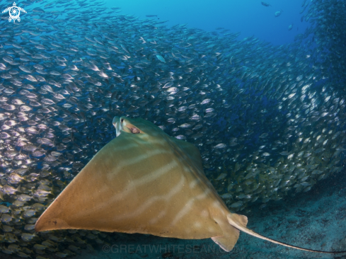 A Pteromylaeus bovinus | Bull Ray 