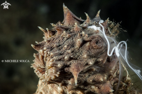 A Cetriolo di mare con emissione di gameti