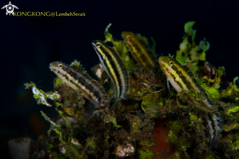 A Blenny fish 