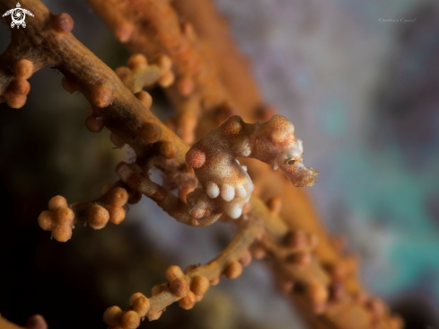 A Pygmy seahorse