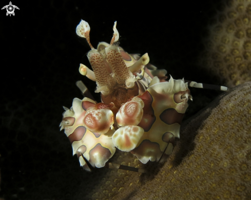 A Harlequin Shrimp