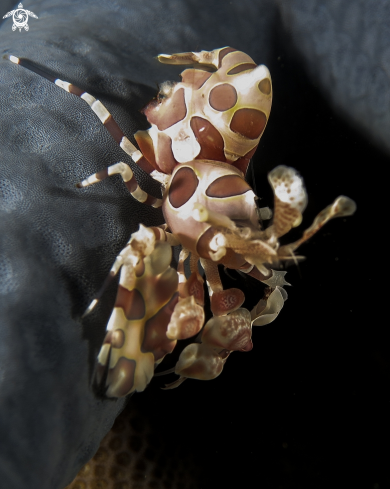 A Harlequin Shrimp