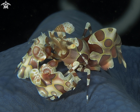 A Harlequin Shrimp