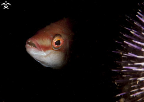 A Goldsinny wrasse