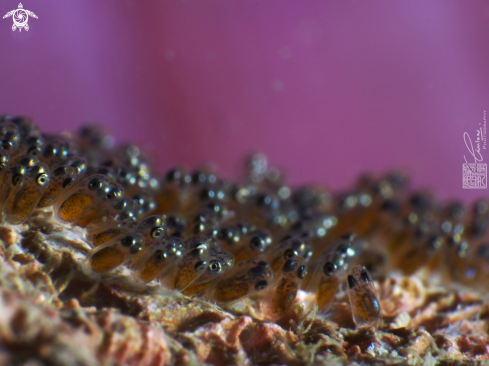 A Amphiprioninae | Clown fish eggs