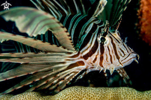 A Pterois | Lionfish
