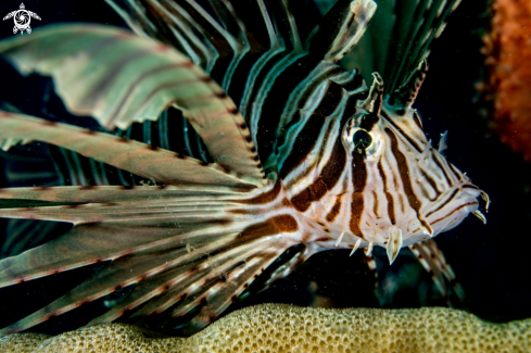 A Lionfish