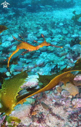 A Weedy Seadragon