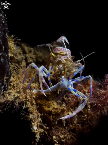 A Periclimenes amethysteus | gosth heart shrimp