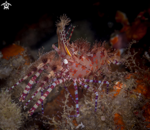 A Marble shrimp