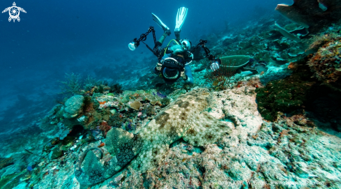 A Orectolobus maculatus, Wobegong, Teppichhai | Diver With wobegong