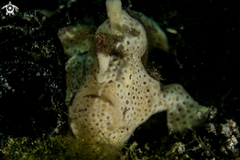 A Antennarius pictus | Painted frogfish