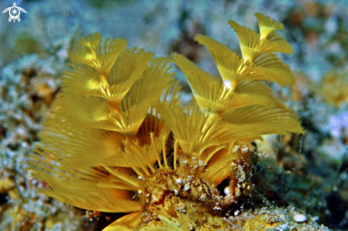 A Spirobranchus giganteus | christmas tree worm