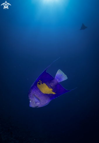 A Pomacanthus Maculosus, Aetobatus Narinari | Red Sea Angelfish, Eagle Ray