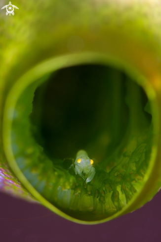 A tunicate shrimp