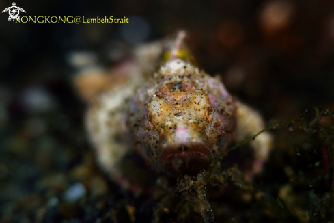 A Baby Scorpion fish