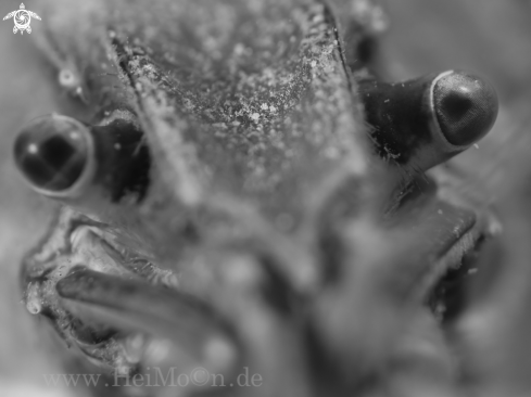 A Astacus leptodactylus | Galizischer Sumpfkrebs 