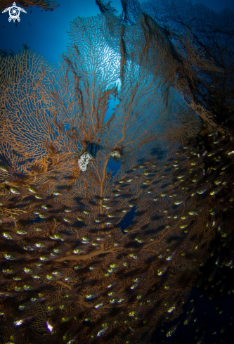 A Gorgonia Sea Fan, Glassfish