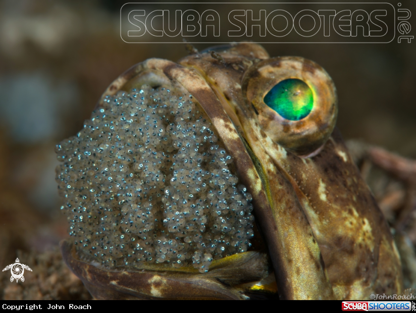 A Banded Jawfish