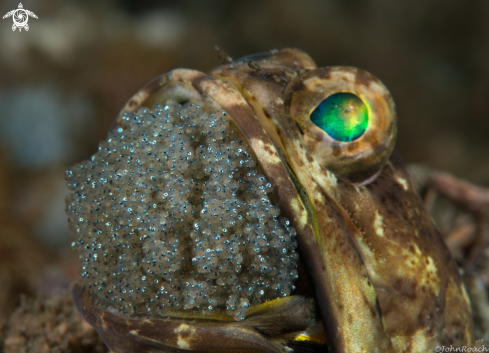 A Opistognathus macrognathus | Banded Jawfish