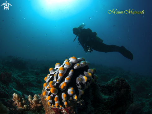 A Nudi & diver