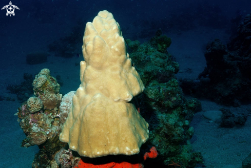 A stony coral