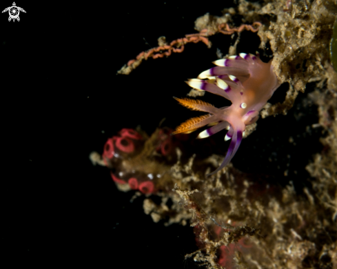 A Flabellina exoptata